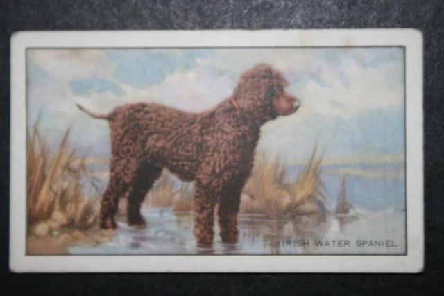 IRISH WATER SPANIEL in Field Setting  Vintage 1930's Card  QC17M