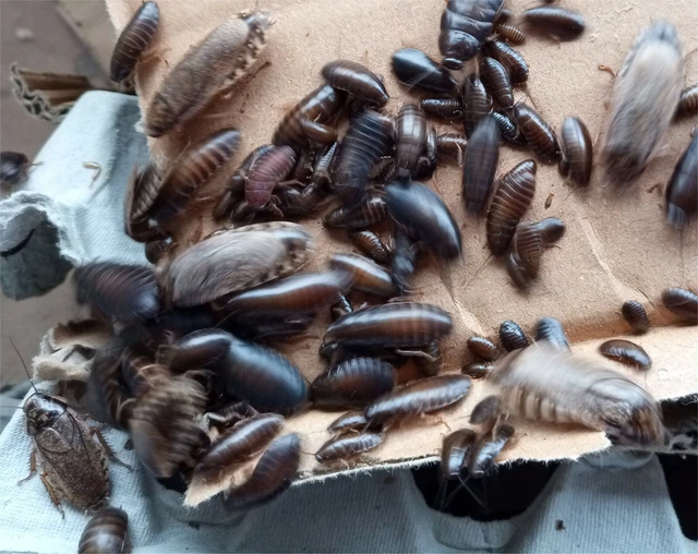 250ct Mixed Size Lobster Roach Colony – Reptile Feeders – Free Shipping