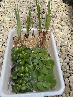 (15) Koi Pond Combo Water Hyacinth Lettuce Iris Floating Plant Medium-Small 2-4”