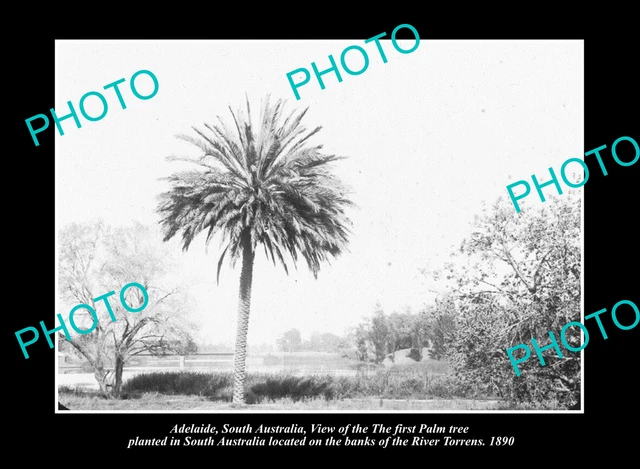 OLD POSTCARD SIZE PHOTO ADELAIDE SOUTH AUSTRALIA THE 1st PALM TREEc1890