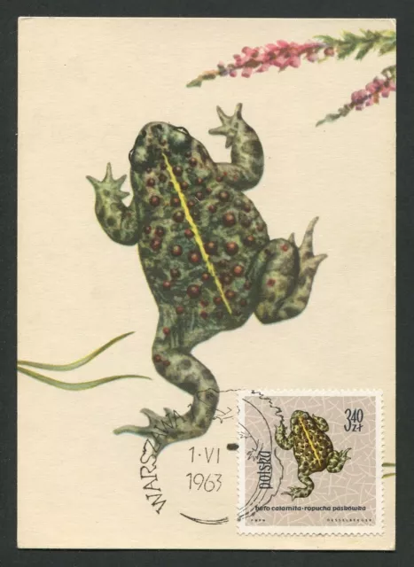 POLEN MK 1963 TIERE KRÖTE UNKE TOAD MAXIMUMKARTE CARTE MAXIMUM CARD MC CM c9050