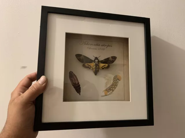 Cabinet de curiosités / Cadre papillon tête de mort Acherontia atropos