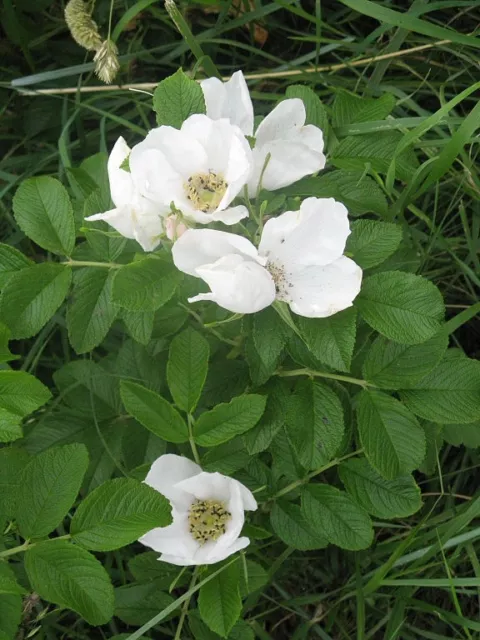 ROSA RUGOSA ALBA- White fragrant rose. great for hedges 25 plus seeds