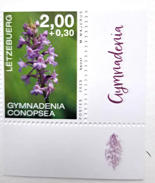 Orchidee ( Gymnadenia Conopsea) Luxemburg Briefmarke postfrisch 2023