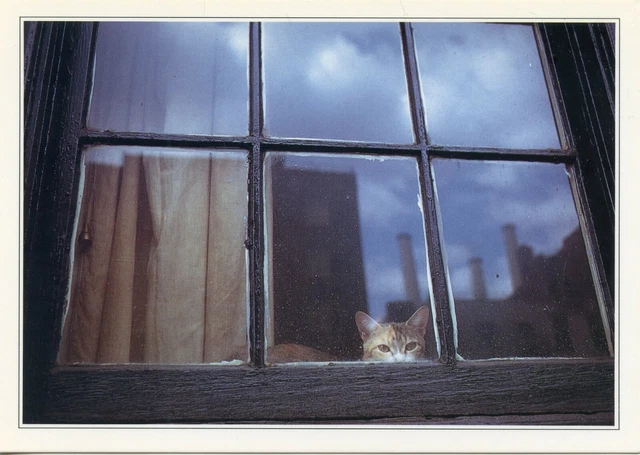 Cpsm / Carte Postale / Chat / Cat / Photo Mary Laurence