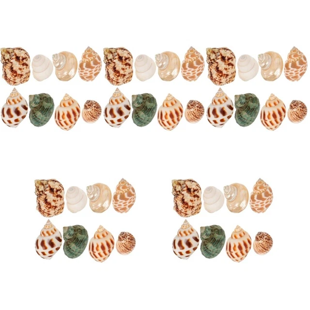 40 pièces décor de coquille de conque coquilles de conque décoratives