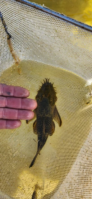 Chocolate Bushynose Pleco (Ancistrus sp.) Bristlenose Plecostomus