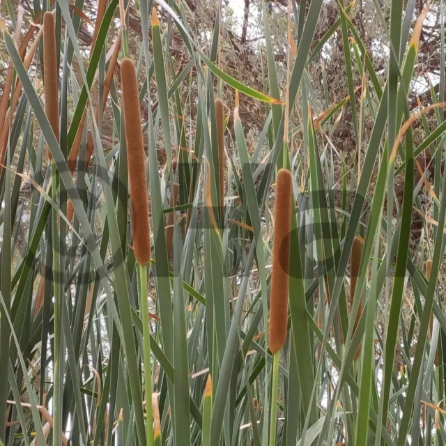 Typha latifolia - pianta acquatica da laghetto, mastello o tinozza.