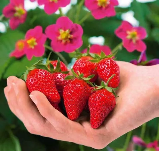 10 graines de Fraisier/fraise Alpine Toscana / 10 seed Red Strawberry Toscana