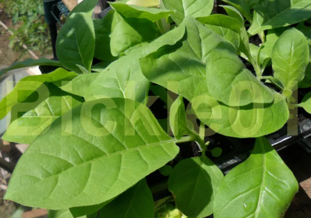 4 Green Wood Tobacco Plant Plugs - Free P+P
