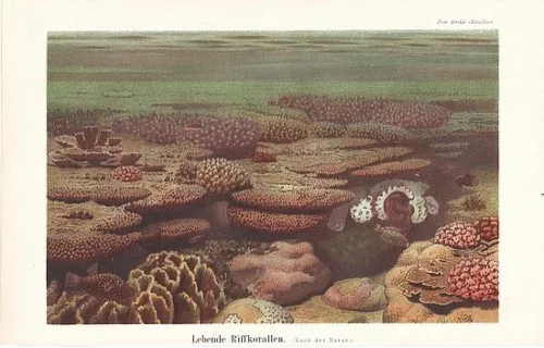 Korallen Korallenriff Nesseltiere CHROMOLITHOGRAPHIE von 1897 Riffkorallen