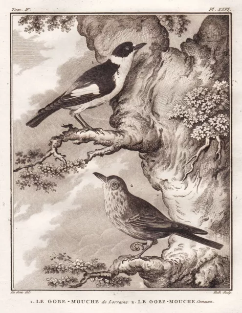 Fliegenschnäpper flycatcher Vogel bird gravure engraving Kupferstich Buffon 1780