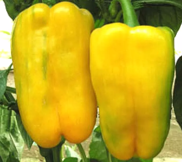 Yellow Pepper Seeds Yellow Pepper Italy