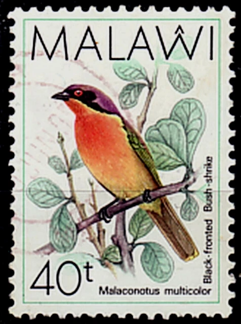 MALAWI Jahrgang 1988 Vögel Schwarzstirn Buschwürger Sperling Mi 510 gestempelt