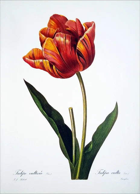 Grande Lithographie Originale Fernand Mourlot - Planche Herbier Tulipe, 1938