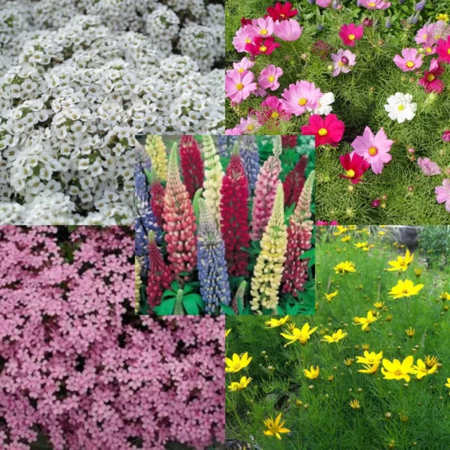 Sow and Grow Flower seed mix - The Full Works - Sow Now - 5g