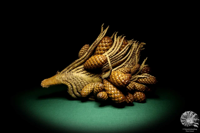 Raphia farinifera tropical centroáfrica palmera reciente frutos secos especie
