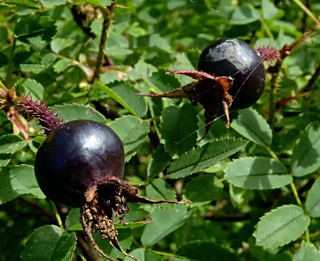 Schwarze Hagebutte Samen, Bibernellrose, Rosa pimpinellifolia 3