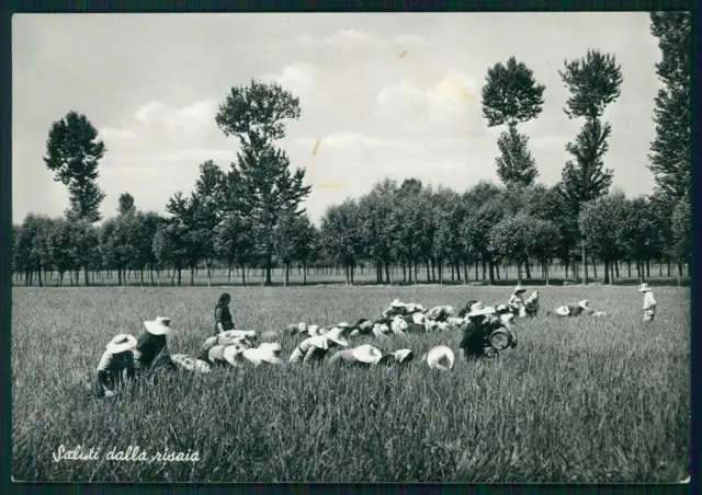 Vercelli città Raccolta del Riso Mondine Foto FG cartolina MZ5214