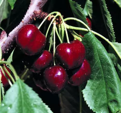 British Columbia Lapin Sweet Cherry Trees 5 seeds - Excellent Firmness & Flavor