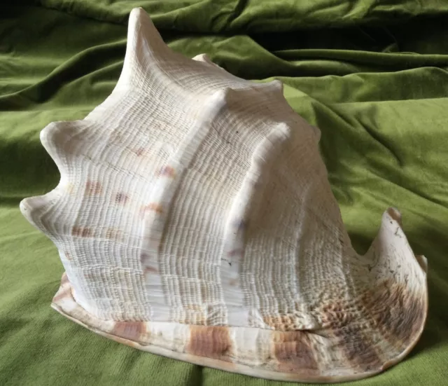 Very Large Vintage Queen Helmet Conch Shell