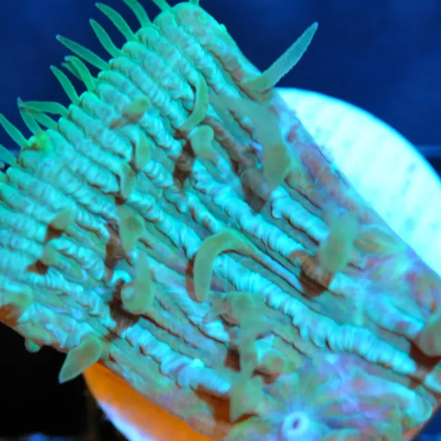 CORALS OF EDEN ~  Live Coral Frag ~ Blue Ice Chalice Coral ~ LPS ~ SPS