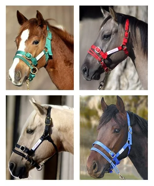 All Sizes Monty Roberts Dually Halter and Monty Roberts Lead/Long Lines