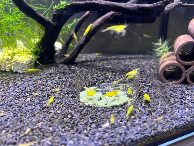 lot 10  crevettes aquarium Yellow