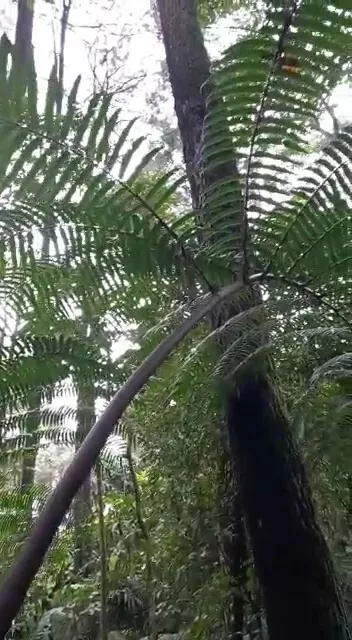 Angiopteris evecta, 1 plant, Marattiaceae, tree ferns