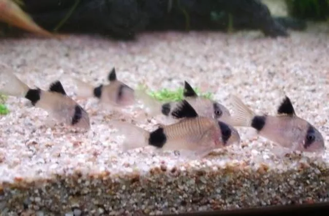 Panda Cory Catfish 12 Pack (Corydoras panda), Tank-Bred