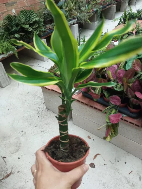 Plantas de interior Dracaena fragans Golden Coast Planta palo de brasil 2