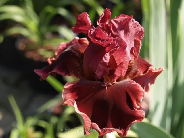 Schwertlilie / Iris " Volandro "