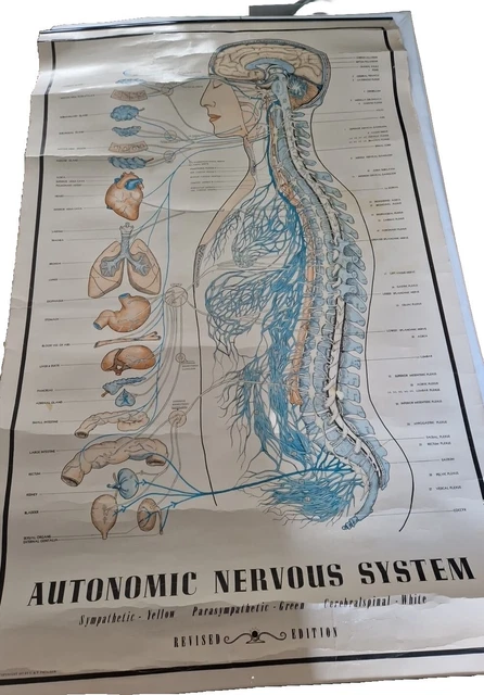 A VINTAGE PACIOREK Autonomic Nervous System Wall Chart. £22.99 ...