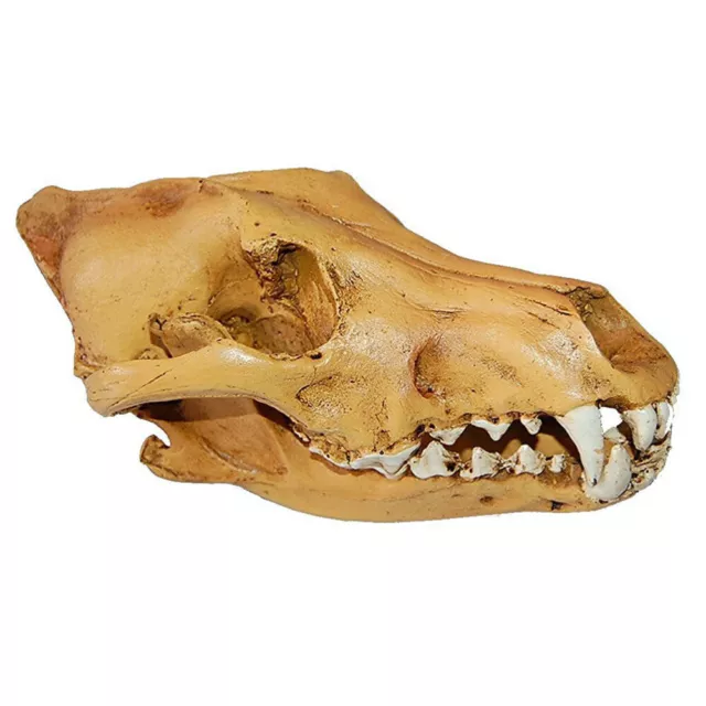 Crâne de loup en résine réplique tête modèle Figurine Collection Home Bar Decor