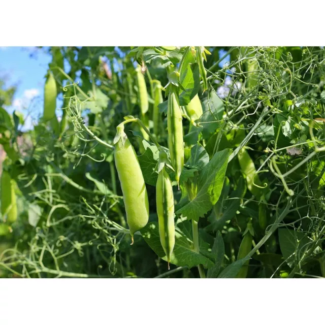 Lot de Graines Quantité au Choix de Pois Potager Douce - Sucré et Fondant