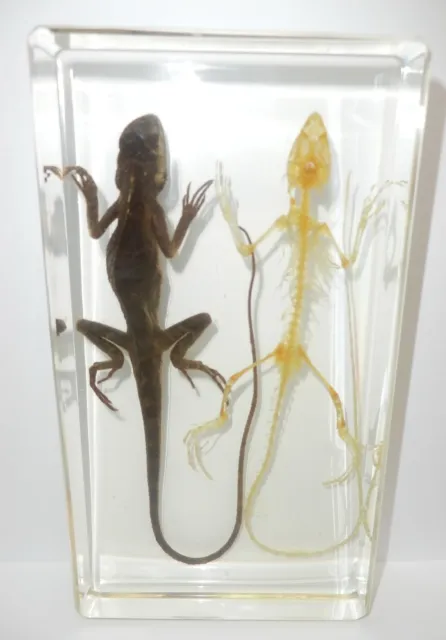 Oriental Garden Lizard Calotes versicolor + Skeleton Clear Set Learning Aid