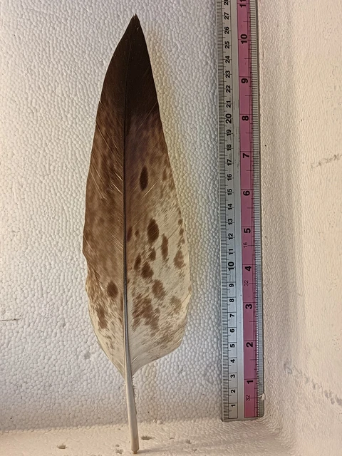 Penna Per Cappello Alpino Aquila Naturale