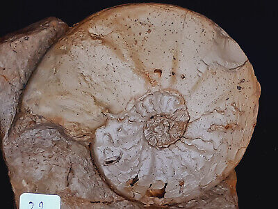 Rare Lot De 3 Énormes Fossiles De Deux Sèvres 