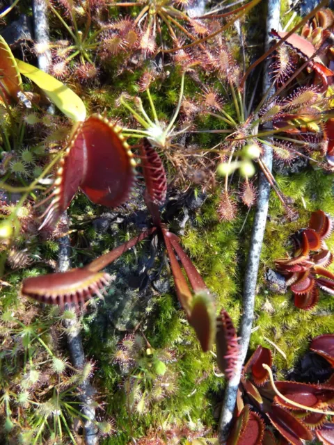 2023- 120 Venus Flytrap, Dionaea seeds-Red purple, People eater, Gold Strike