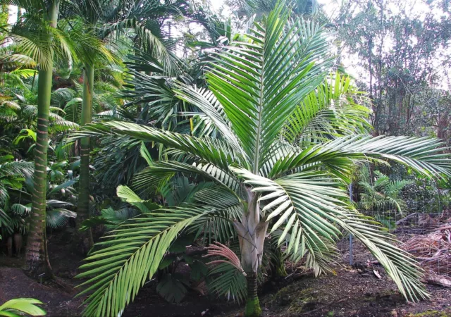 Very Rare plant, Palm Seedling, Burretiokentia grandiflora.