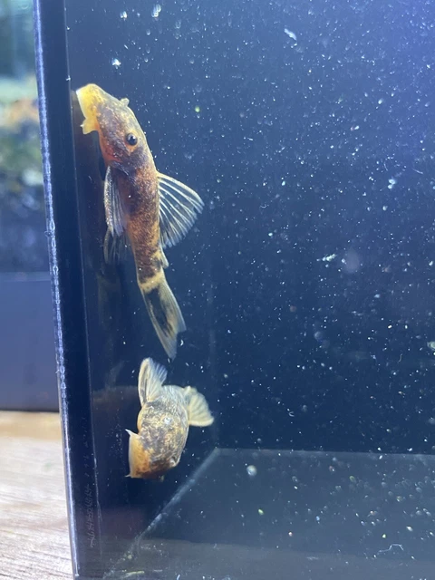 super red calico bristlenose pleco 1”-1.25” (read description) 3