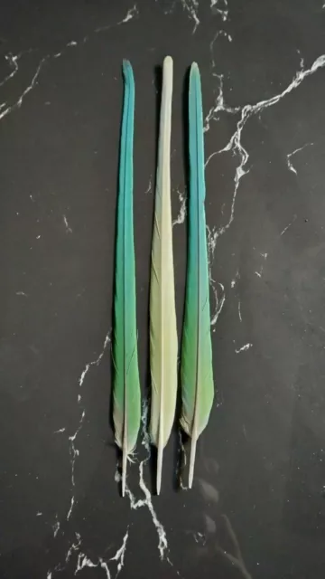 parakeet feathers (macaw)