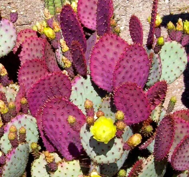 Opuntia violacea v. Santa rita 10 seeds * edible * Purple cactus * CombSH C52