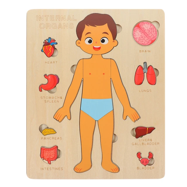 Modello Anatomia Umana 3D – Strumento Didattico Smontabile Per Scuola E Casa, Dettagli Realistici