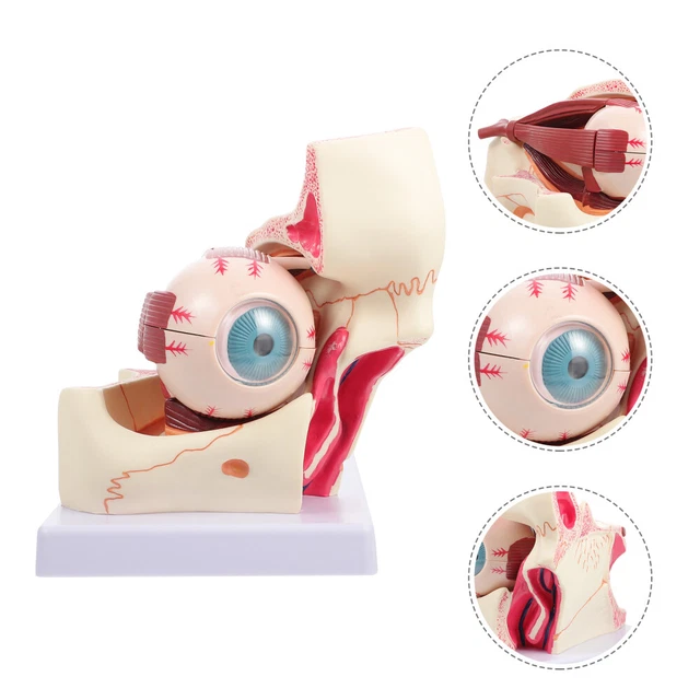 Medical Eye Model MEDICAL EYEBALL ENLARGEMENT Model Model Human Eye Model £68.48 ...