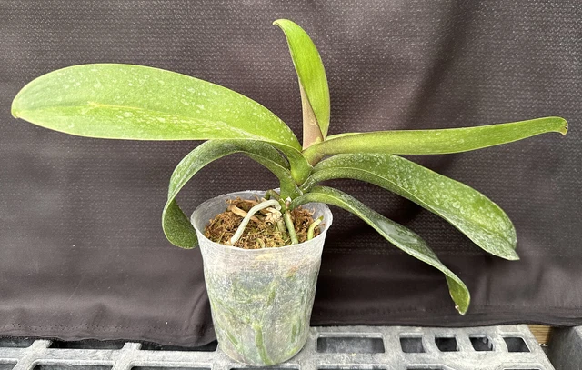 Phal.  **Surprise Color** Phalaenopsis Orchid Plant.