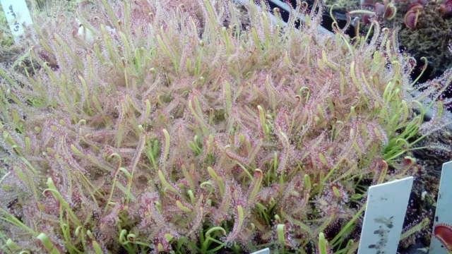 plantes carnivores drosera Capensis