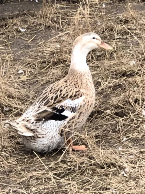 6 Silver Appleyard Large Fowl Hatching eggs