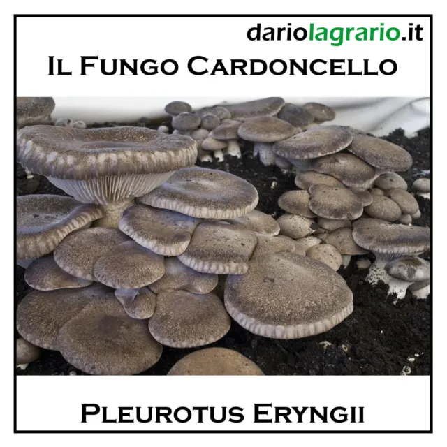 Kit Coltivazione Funghi Cardoncelli Pani Di Fungo Cardoncello Substrato Terricci 3