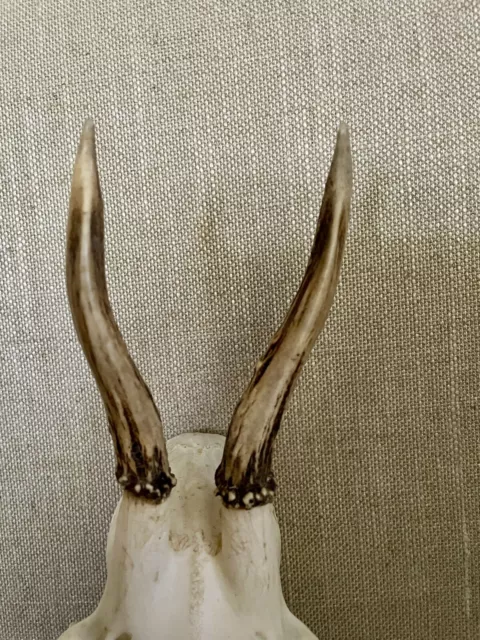 Vintage Taxidermy Roe Deer Skull Skeleton with Antlers 3